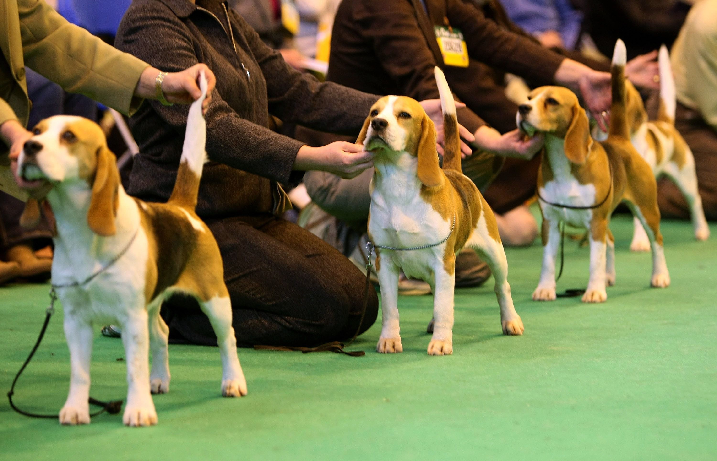Cães em posição de julgamento durante uma exposição